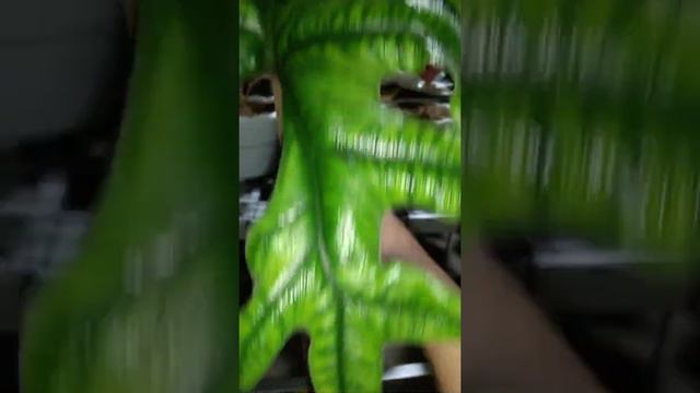Tampak Sama tapi Beda Inilah perbedaan Alocasia Suryavarigata & Jacklyn, tanaman hias asli Sulawesi смотреть онлайн