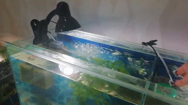 запустил аквариумы в планах стеллаж смотреть онлайн