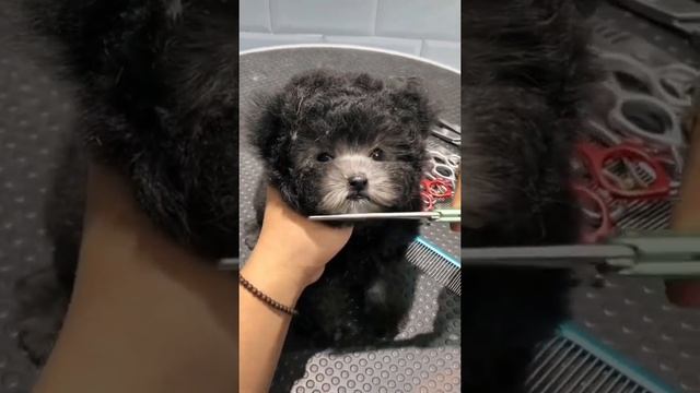 Самая милая собачка в мире посмотрите какая у неё стрижка смотреть онлайн