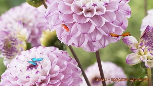 Георгина шаровидная Дженова (georgina-sharovidnaya) ? обзор: как сажать, луковицы георгины Дженова смотреть онлайн