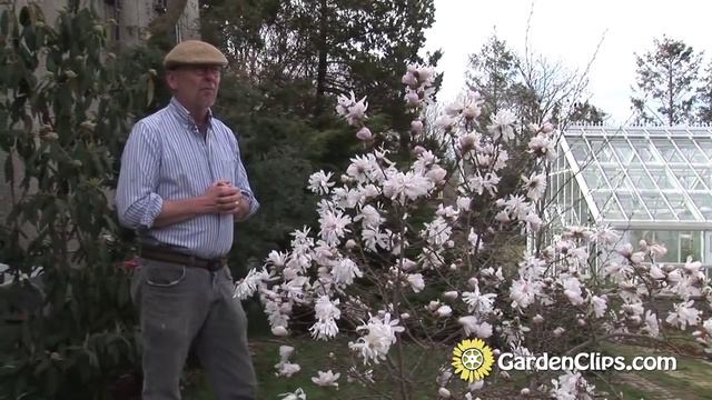 Star Magnolia - Magnolia Stellata - How To Grow Star Magnolia