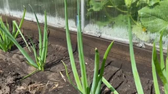 Лук батун, результат после срезки переросшего лука смотреть онлайн