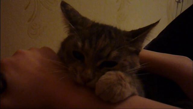 Кошка злится и разговаривает!!! смотреть онлайн