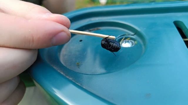 Жук Майка чёрная. Meloe proscarabaeus. ЗАМЕТКИ НАТУРАЛИСТА. смотреть онлайн