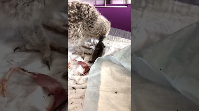 Совушка и девочки смотреть онлайн