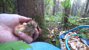 ПО ГРИБЫ в лес 21 сент 2023 1ч