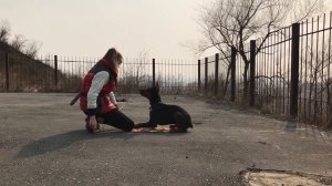 Дрессировка щенка добермана, начальный уровень - Цербер