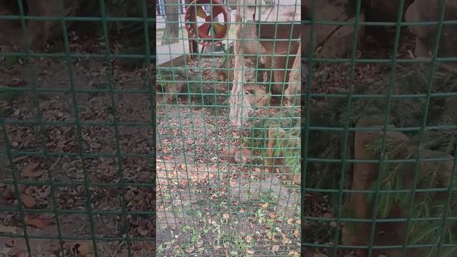 Белки. Лопатинский сад. Смоленск 2 смотреть онлайн