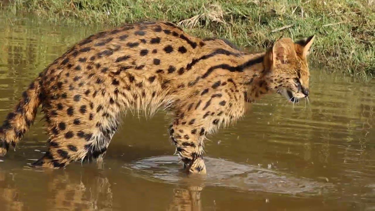 Сервал и водные процедуры.