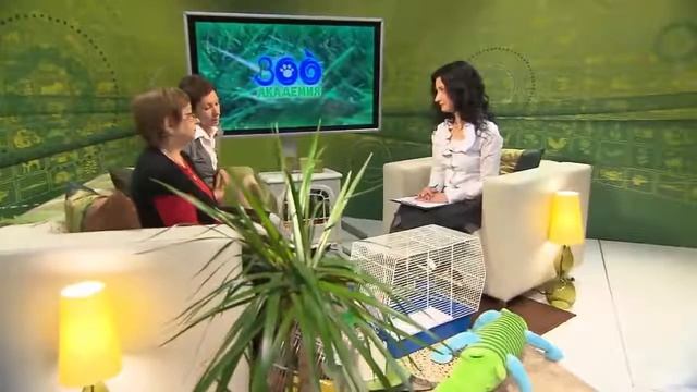 Как ухаживать за канарейкой смотреть онлайн