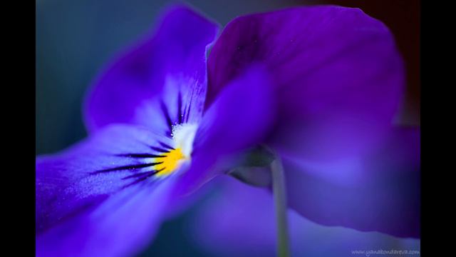 АСТРАЛЬНЫЙ МИР (ПОДМЕНА ДУХОВНЫХ ЦЕННОСТЕЙ) 2018 Отец АБСОЛЮТ приняла Марта смотреть онлайн