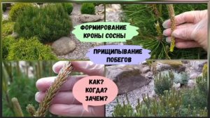 Формирование кроны сосны. Прищипывание побегов ( июнь 2022 г.)