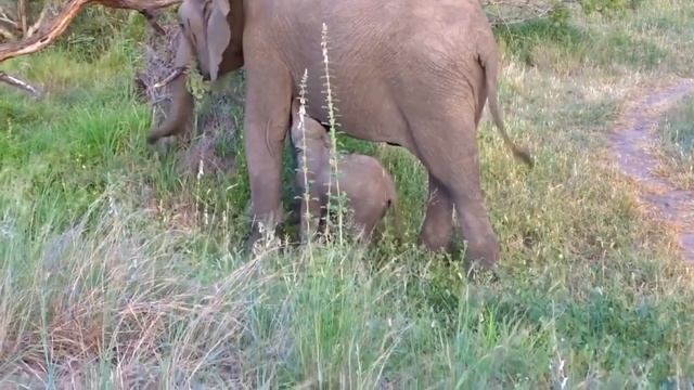 Mommy African Elephant Giving Birth To Cute Cubs In The Wild смотреть онлайн