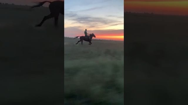 Американский рысак Иноходец Даллас-Ч Калмыкия