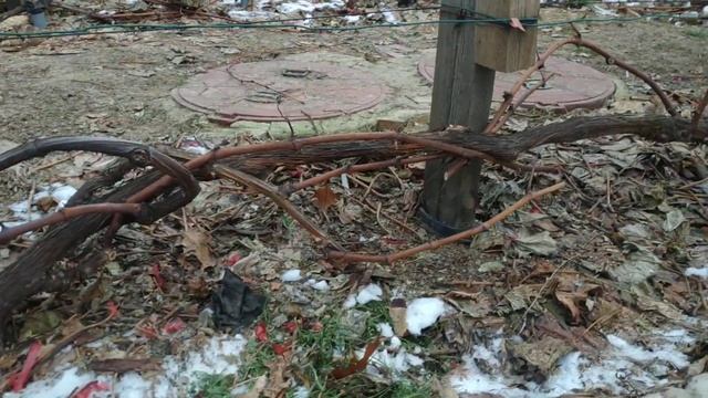 Дорнит, укрытия на зиму винограда смотреть онлайн