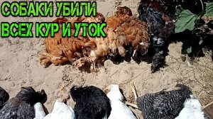 ЧТО ДЕЛАТЬ ЕСЛИ СОБАКИ УБИЛИ КУР И УТОК В КУРЯТНИКЕ