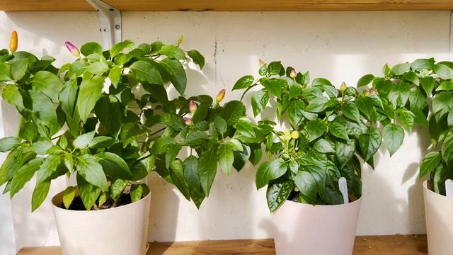 Карликовые острые перцы: что выросло на балконе в этом сезоне смотреть онлайн