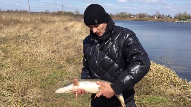 Щука делает свечку! Рыбалка на спиннинг 15.04.2017 смотреть онлайн