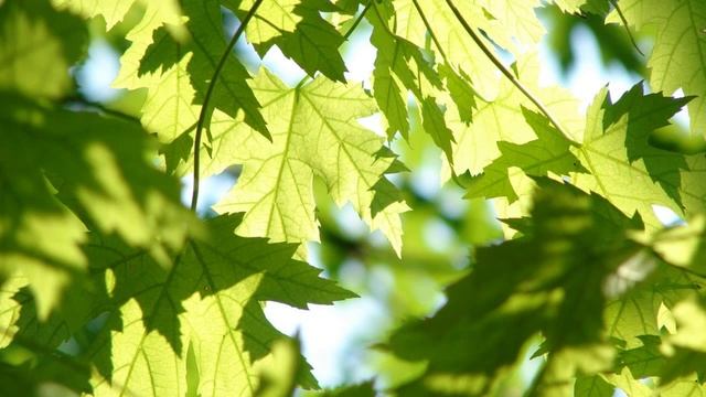 Самая красивая природа в мире подборка 5 показ слайдов 2015! смотреть онлайн