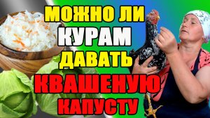 Можно ли курам давать КВАШЕННУЮ КАПУСТУ.
