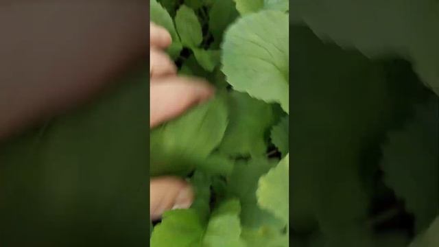 Редис созрел :) смотреть онлайн