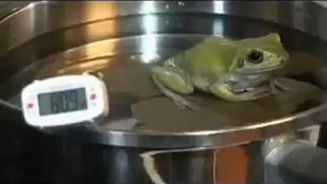 Boiling Frog Syndrome - Have You Become a Boiled Frog? смотреть онлайн