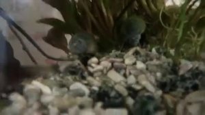 Кто у нас живëт??? ///черепаха/ хомяки/ морские свинки/ аквариум/ хомяки тоже любят🐹🐹🐹