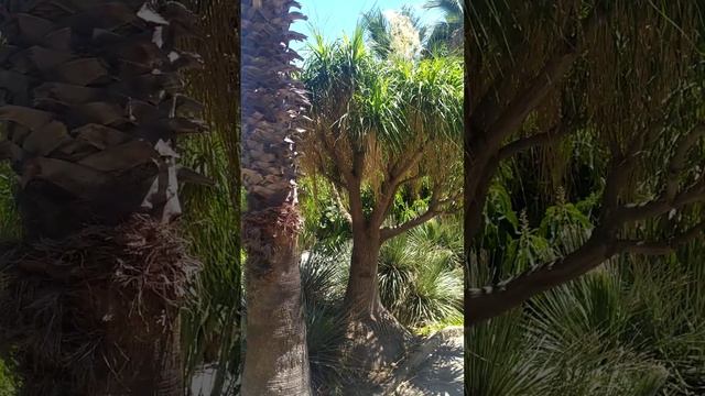 Nolina. Arbol de botella Тоже бутылочное дерево. смотреть онлайн