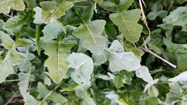 Дискредитация заключенных смотреть онлайн