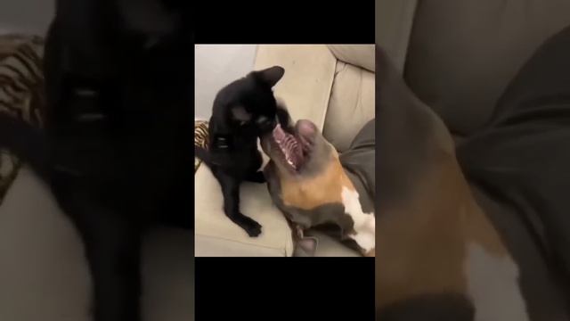 Боксёр Кот.?⬛?⬛?? смотреть онлайн