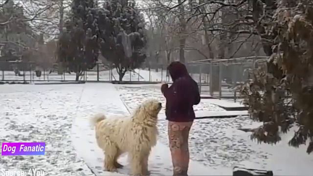 Komondor - Is it THE best dog breed? - Dog Fanatic ! смотреть онлайн
