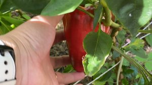 Что будет если посадить на одну грядку сладкий и острый перец?