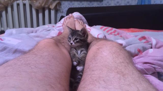 У Кота Садится Батарейка... смотреть онлайн
