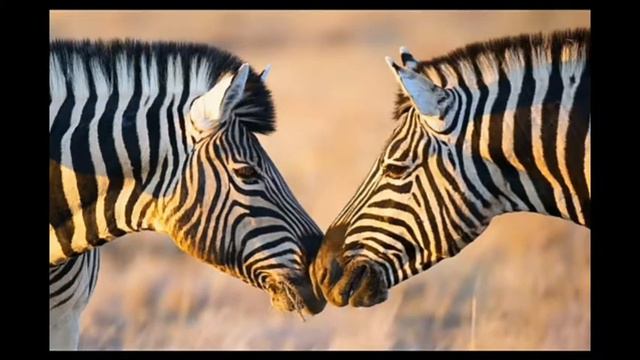 Дикий мир Саванны . смотреть онлайн