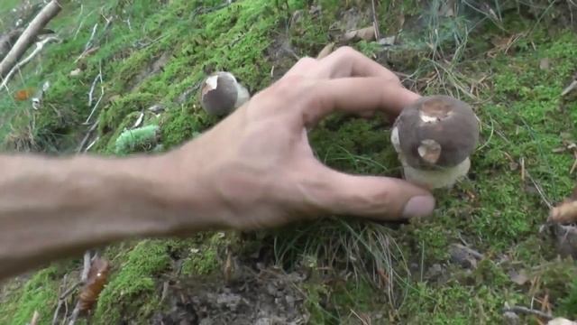 Boletus PINICOLA (boletus pinophilus) 28 de agosto de 2014 смотреть онлайн