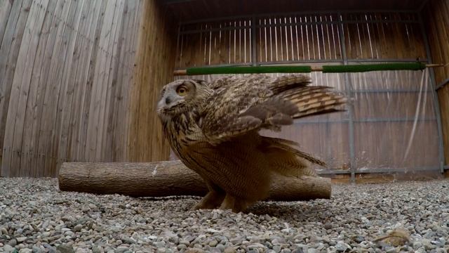 WATCH: World's Largest Owl in Super Slow Motion смотреть онлайн