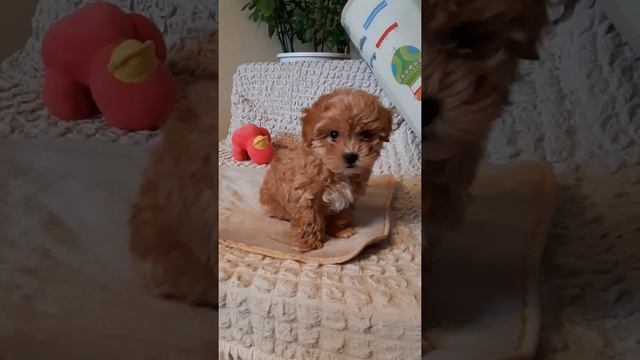 Невероятный малыш Мальтипу. Мини . Крошка на ладошку смотреть онлайн