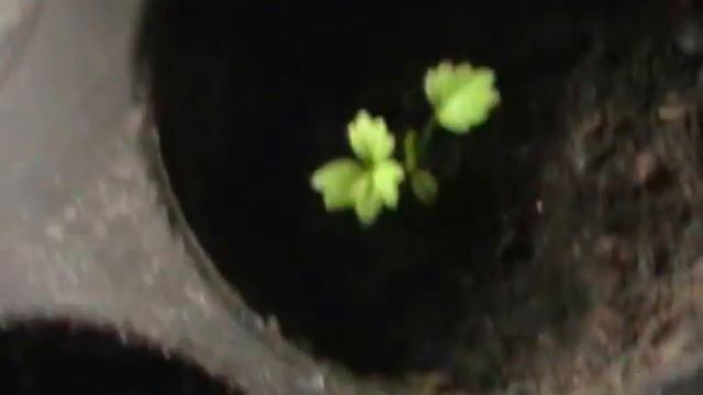 Земляника из семян. Обзор рассады в 1,5 месяца. смотреть онлайн