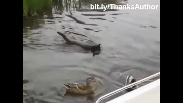 Веселые и смешные коты с нами осень 2015 смотреть онлайн