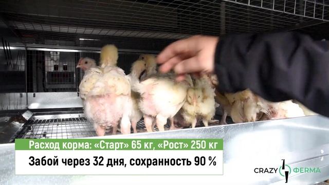 Проект "Любимая ферма"! Новая технология выращивания бройлерных цыплят за 32 дня! смотреть онлайн