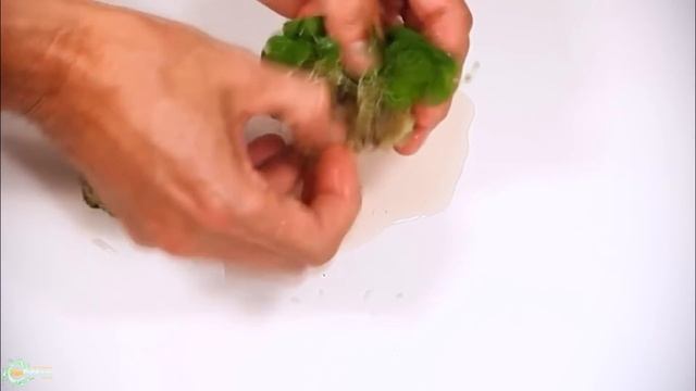 Неприхотливые и крутые аквариумный растения для начинающих и медленных травников смотреть онлайн