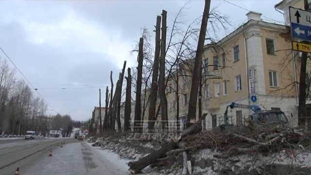 В Златоусте продолжается вырубка полувековых тополей – зачем? смотреть онлайн