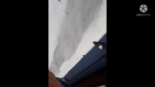 Рулетка STAYER MASTER 5м Первые впечатления смотреть онлайн