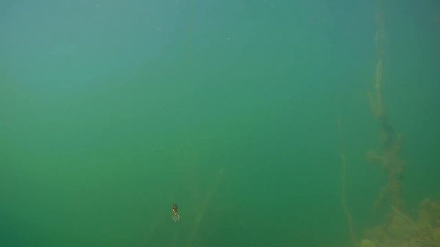 Pontoon 21 Crack Jack 38F MR - Underwater (Lure Action)