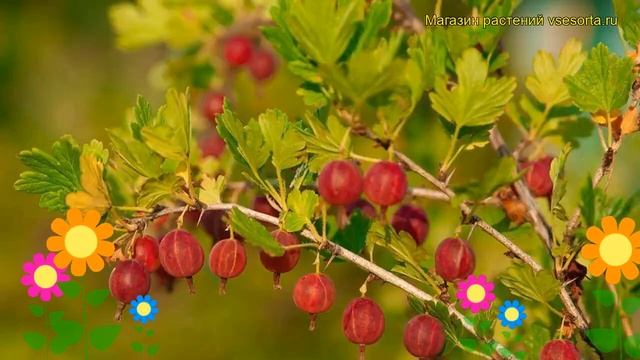 Крыжовник обыкновенный Хайномеки род. Краткий обзор, описание характеристик Hinnonmaki rod смотреть онлайн
