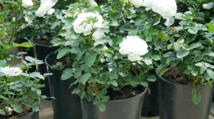 Видео обзор розы Бланк Мейдиланд - Blanc Meidiland (Meilland, 1987)