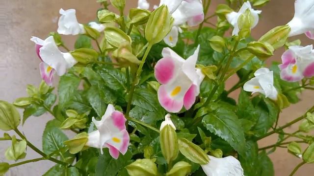 Torenia fournieri pink, #bluewings pink ,wishbone flower pink, 夏堇, 又名蓝猪耳、雀仔花,синекрылый синий смотреть онлайн