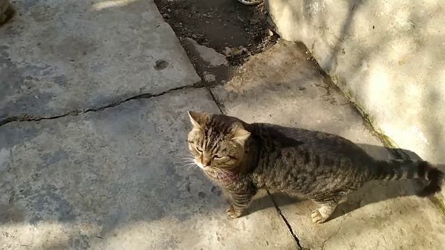 Кот лишай смотреть онлайн