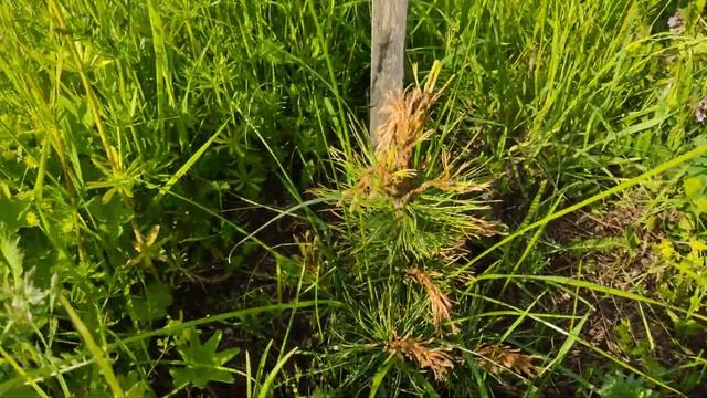 Очередная пакость на даче... Потравили саженцы кедра сибирского. смотреть онлайн