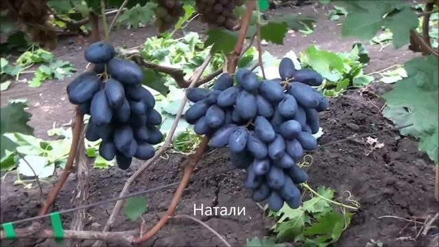 Натали смотреть онлайн